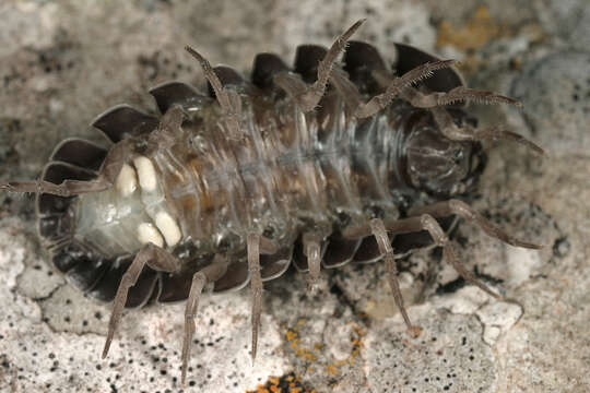 Image of Southern Pill Woodlouse