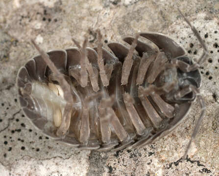 Image of Armadillidium depressum Brandt 1833