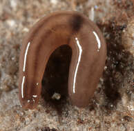 Image of Rhynchodemus