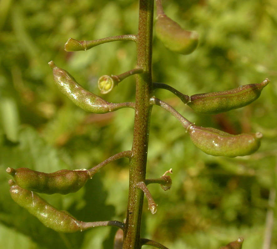 Image de rorippe à petites fleurs