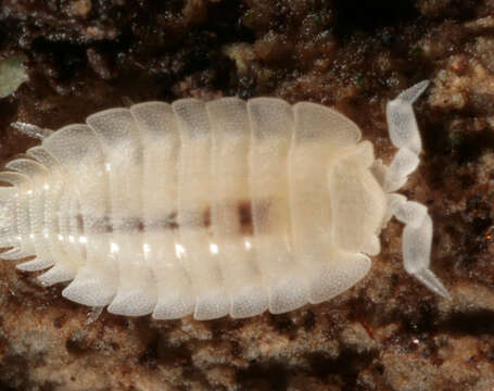 Image of Ant woodlouse