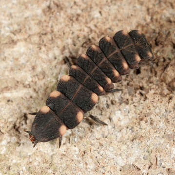 Image of common glow-worm