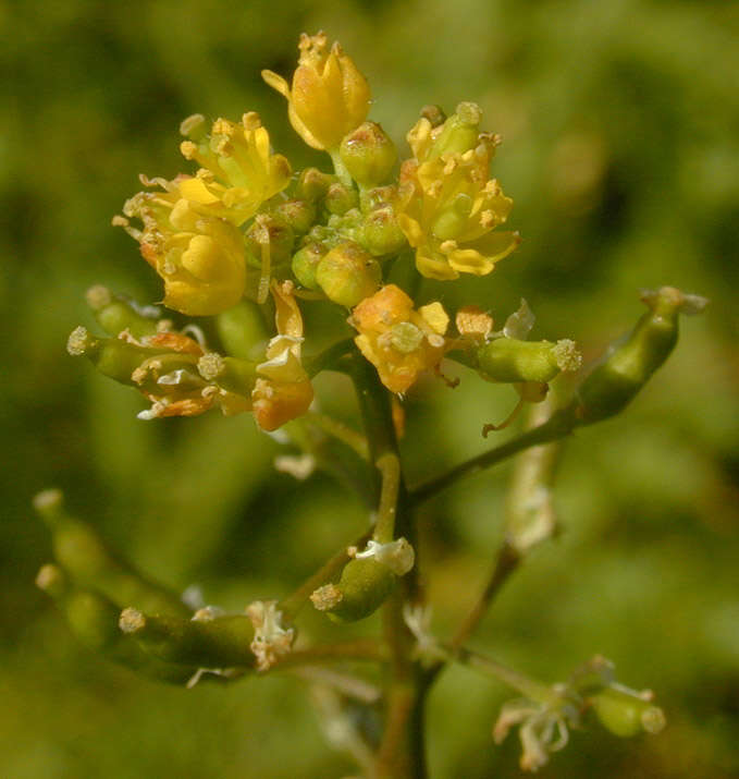 Image de rorippe à petites fleurs