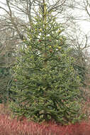 Image of Monkey Puzzle