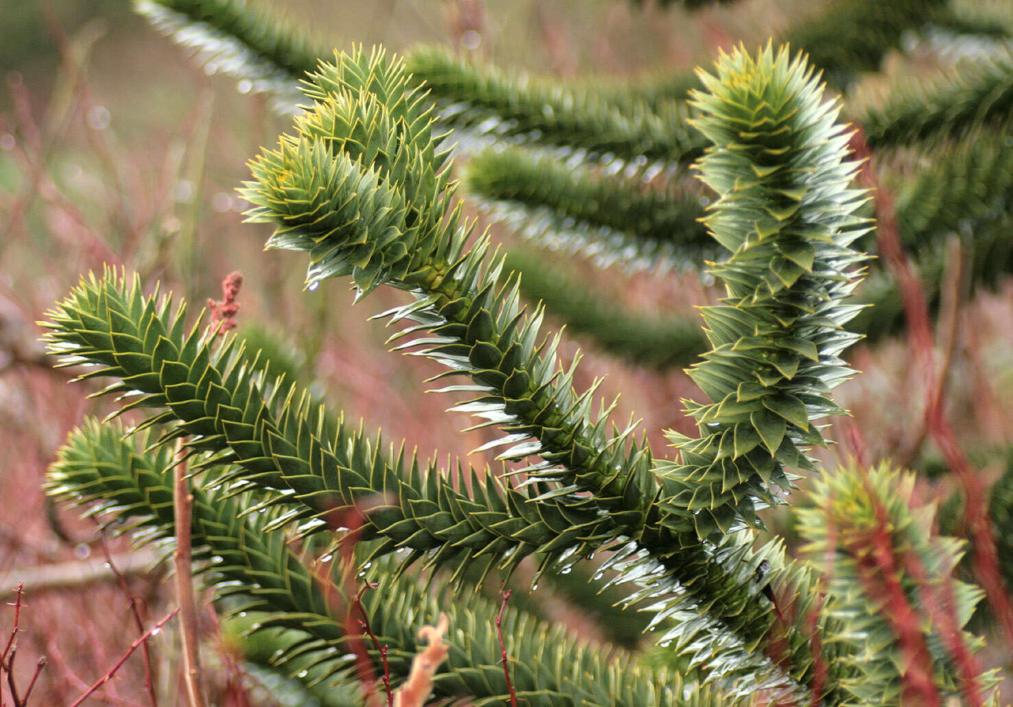 Image of Monkey Puzzle