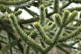 Plancia ëd Araucaria araucana (Molina) K. Koch