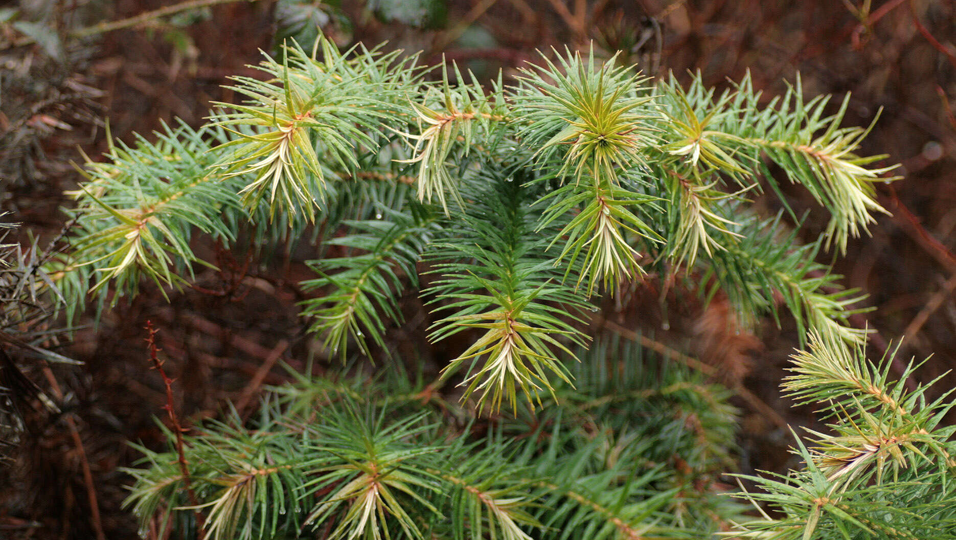 Image of Cunninghamia