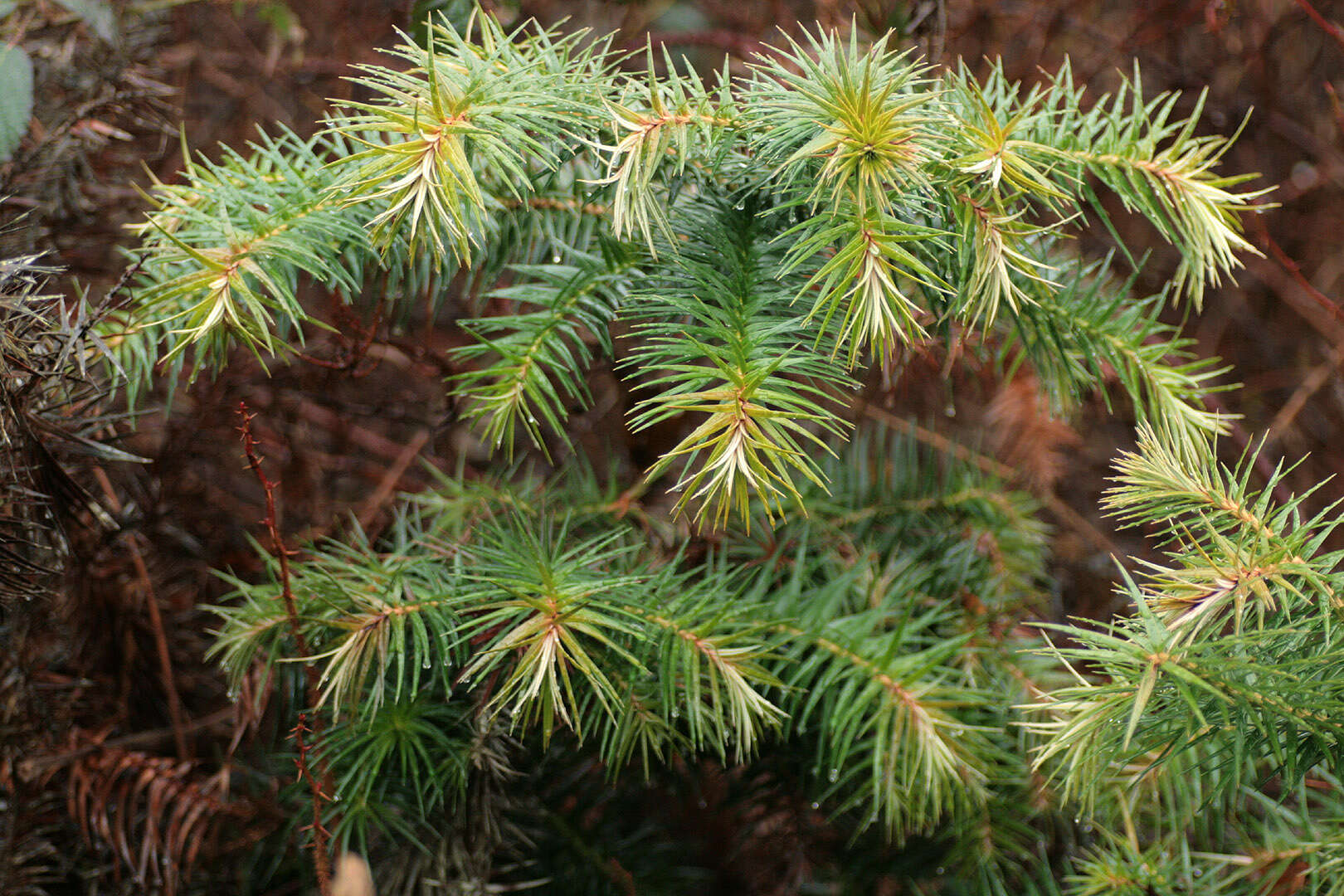 Image of Cunninghamia