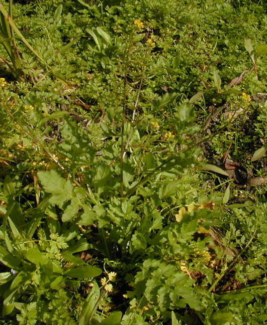 Image de rorippe à petites fleurs