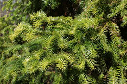 Image of Cunninghamia