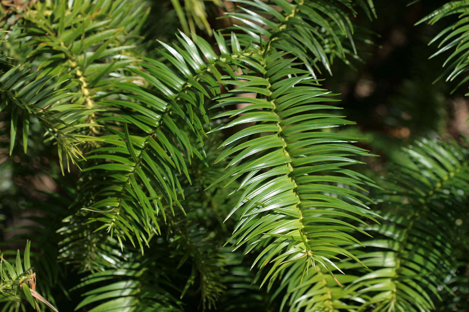 Image of Cunninghamia