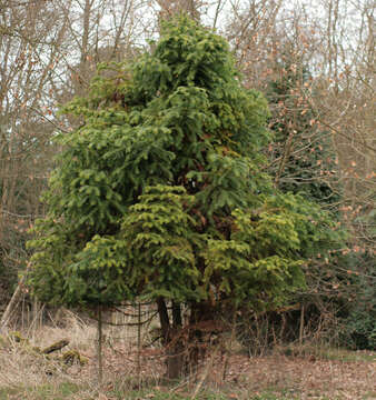 Image of Cunninghamia