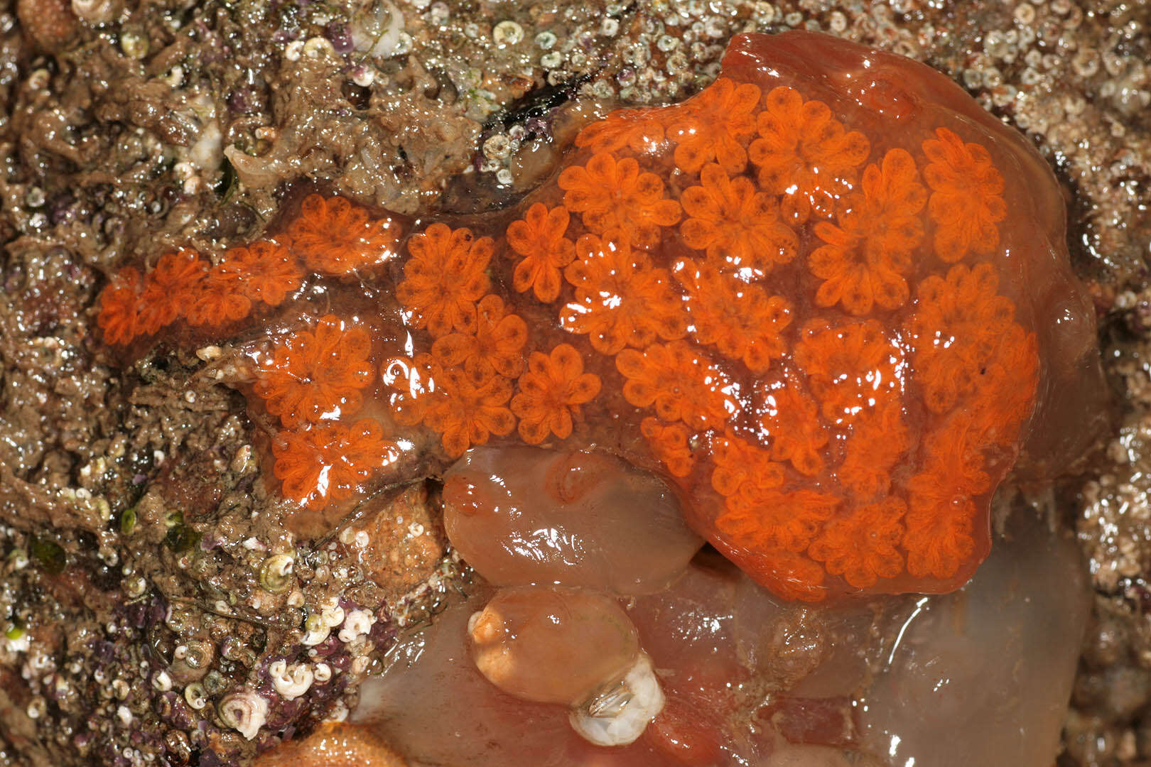 Image of Star ascidian