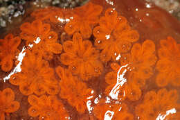 Image of Star ascidian