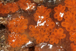 Image of Star ascidian