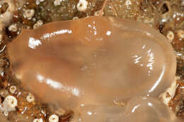 Image of Orange-tipped sea squirt