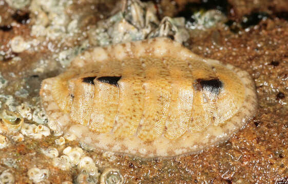 Image of cinereous chiton