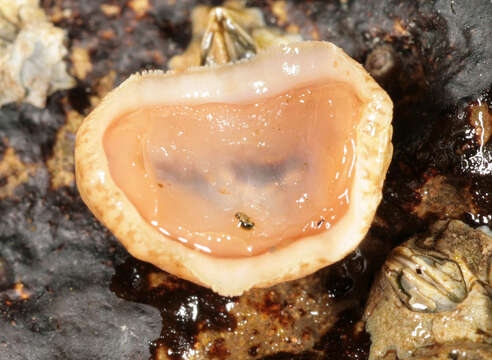 Image of cinereous chiton