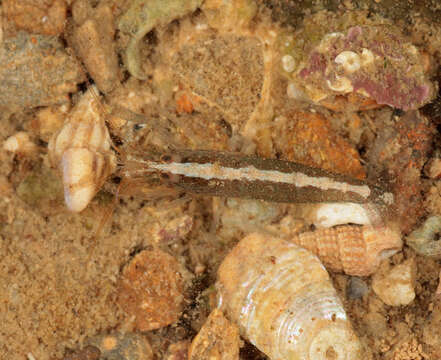 Image of hooded shrimp