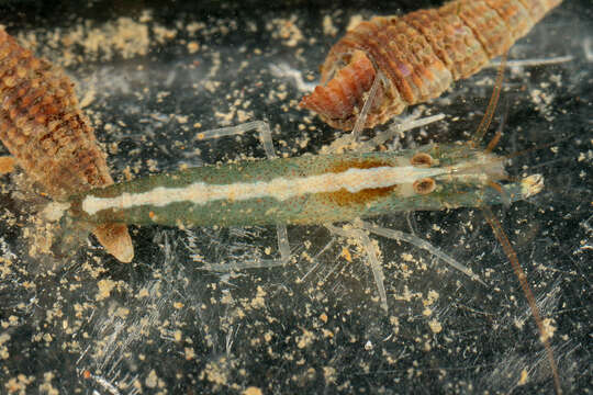 Image of hooded shrimp