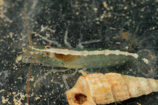 Image of hooded shrimp