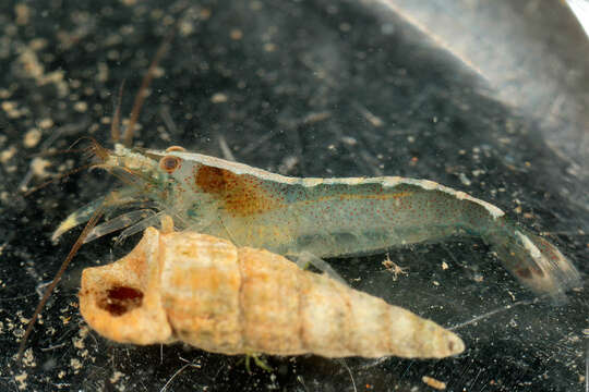 Image of hooded shrimp