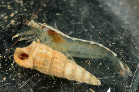 Image of hooded shrimp