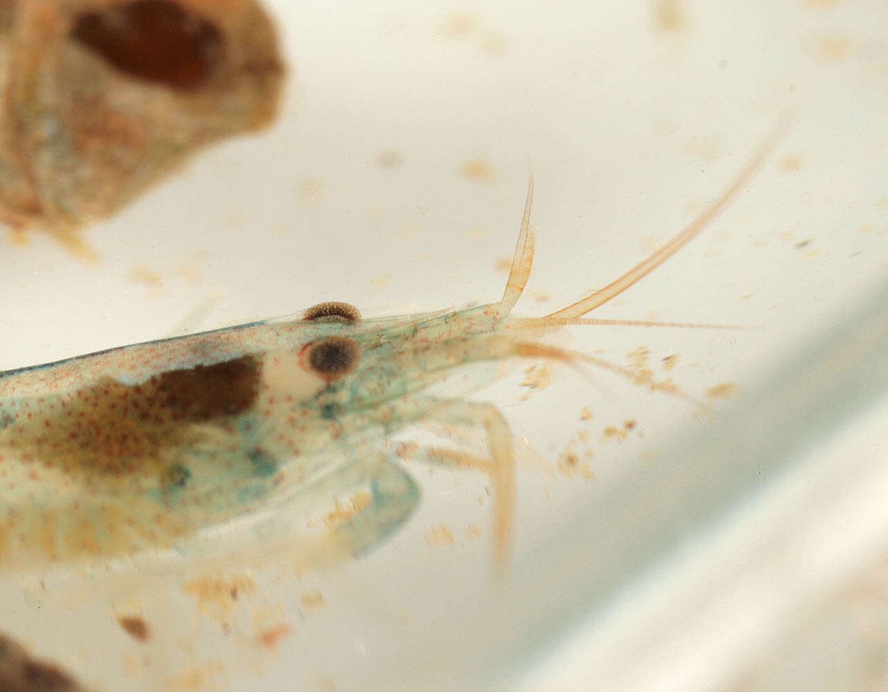Image of hooded shrimp
