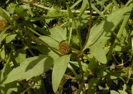 Image de Bidens tripartita subsp. tripartita