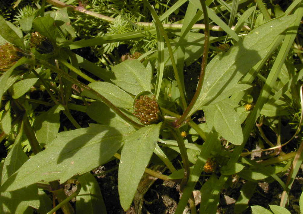 Image de Bidens tripartita subsp. tripartita