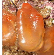 Image of Orange-tipped sea squirt