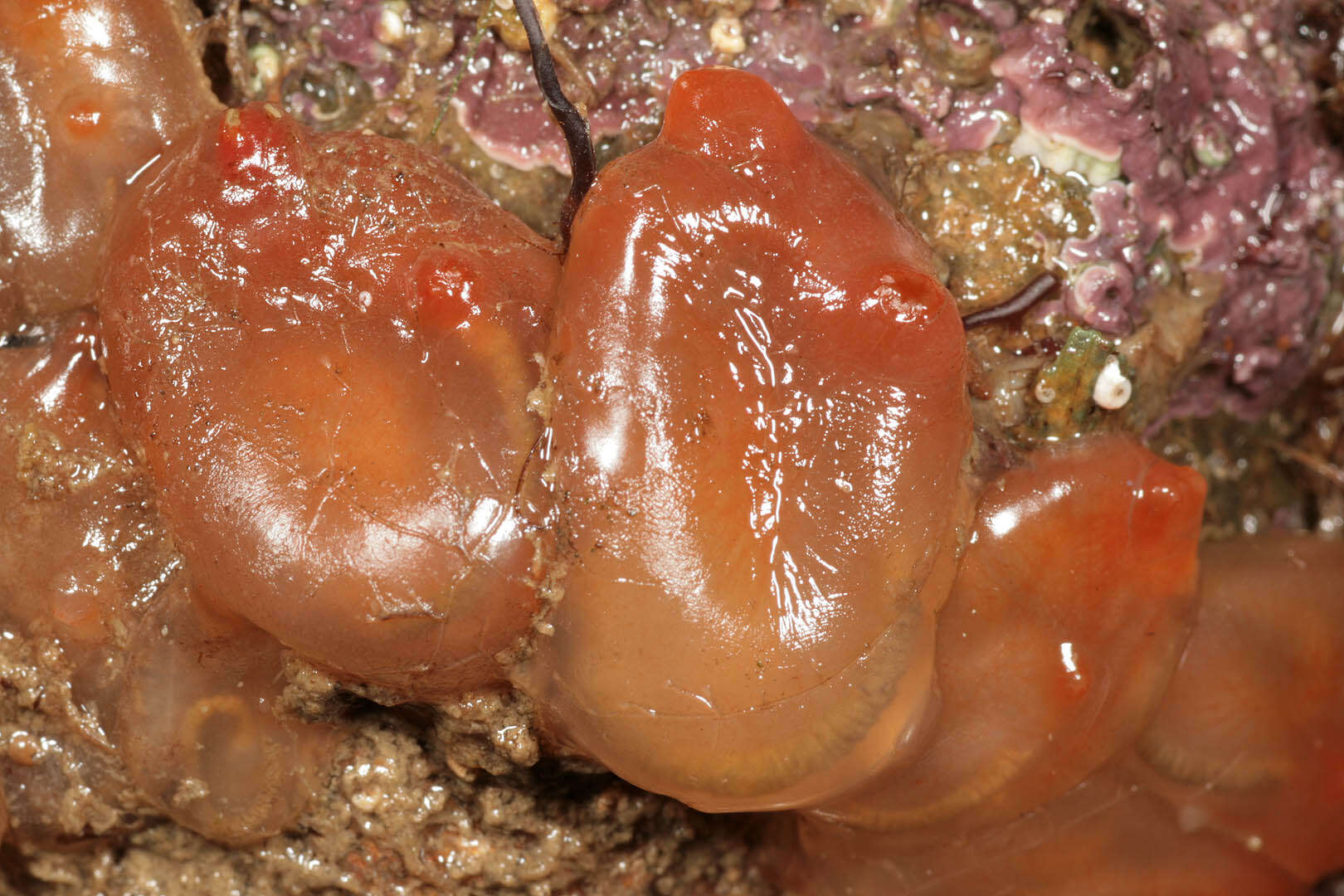 Image of Orange-tipped sea squirt