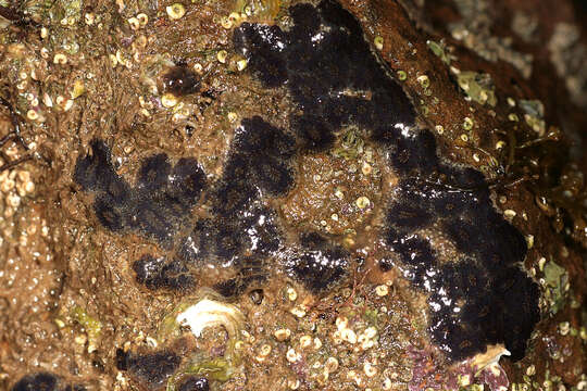 Image of Star ascidian