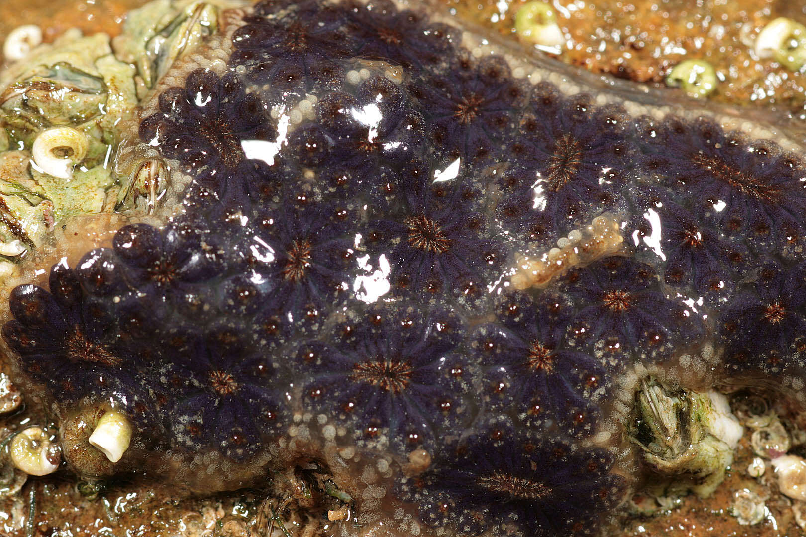 Image of Star ascidian