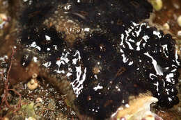 Image of Star ascidian