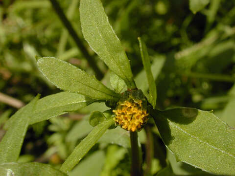 صورة Bidens tripartita subsp. tripartita