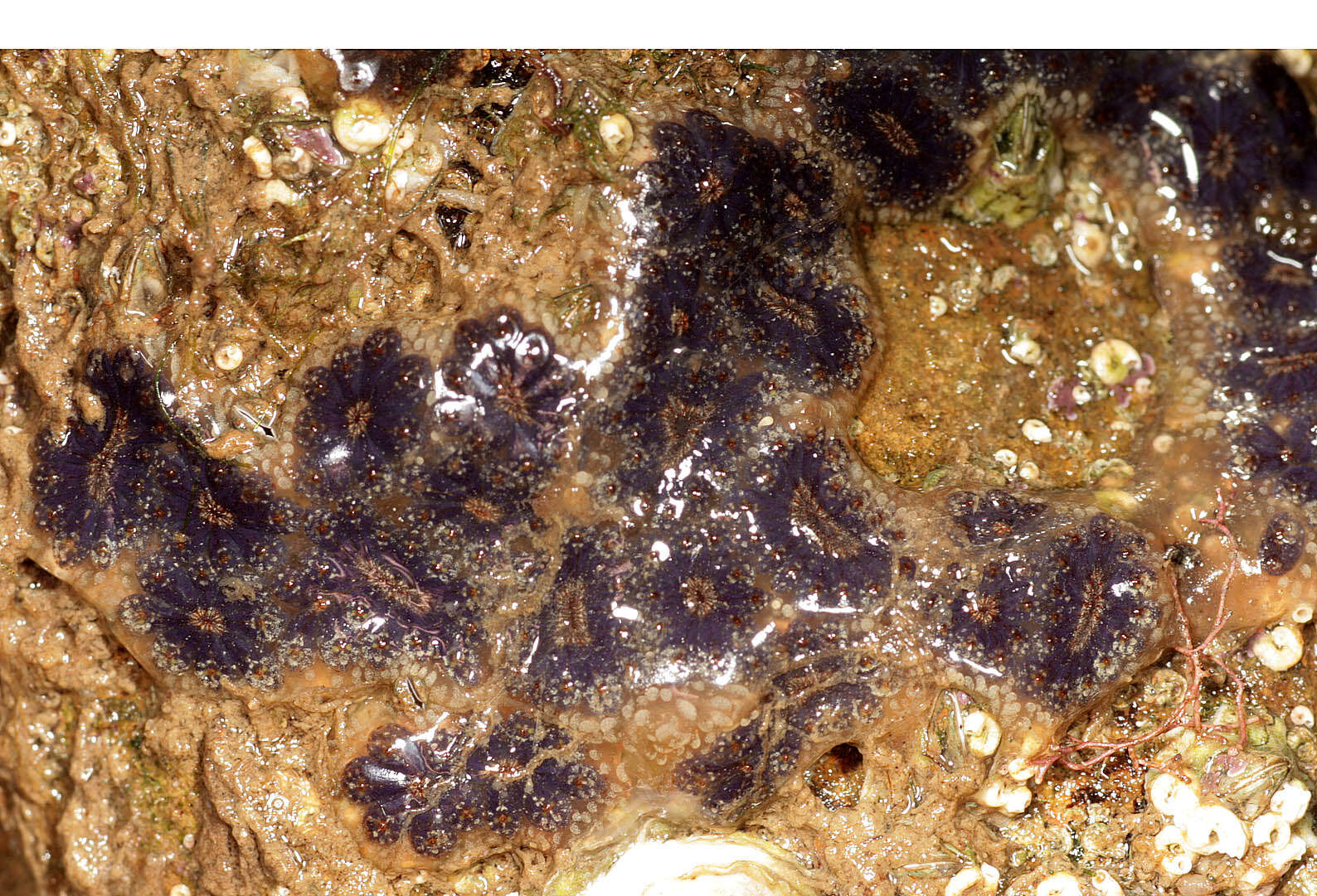 Image of Star ascidian