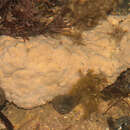 Image of Lithophyllum incrustans