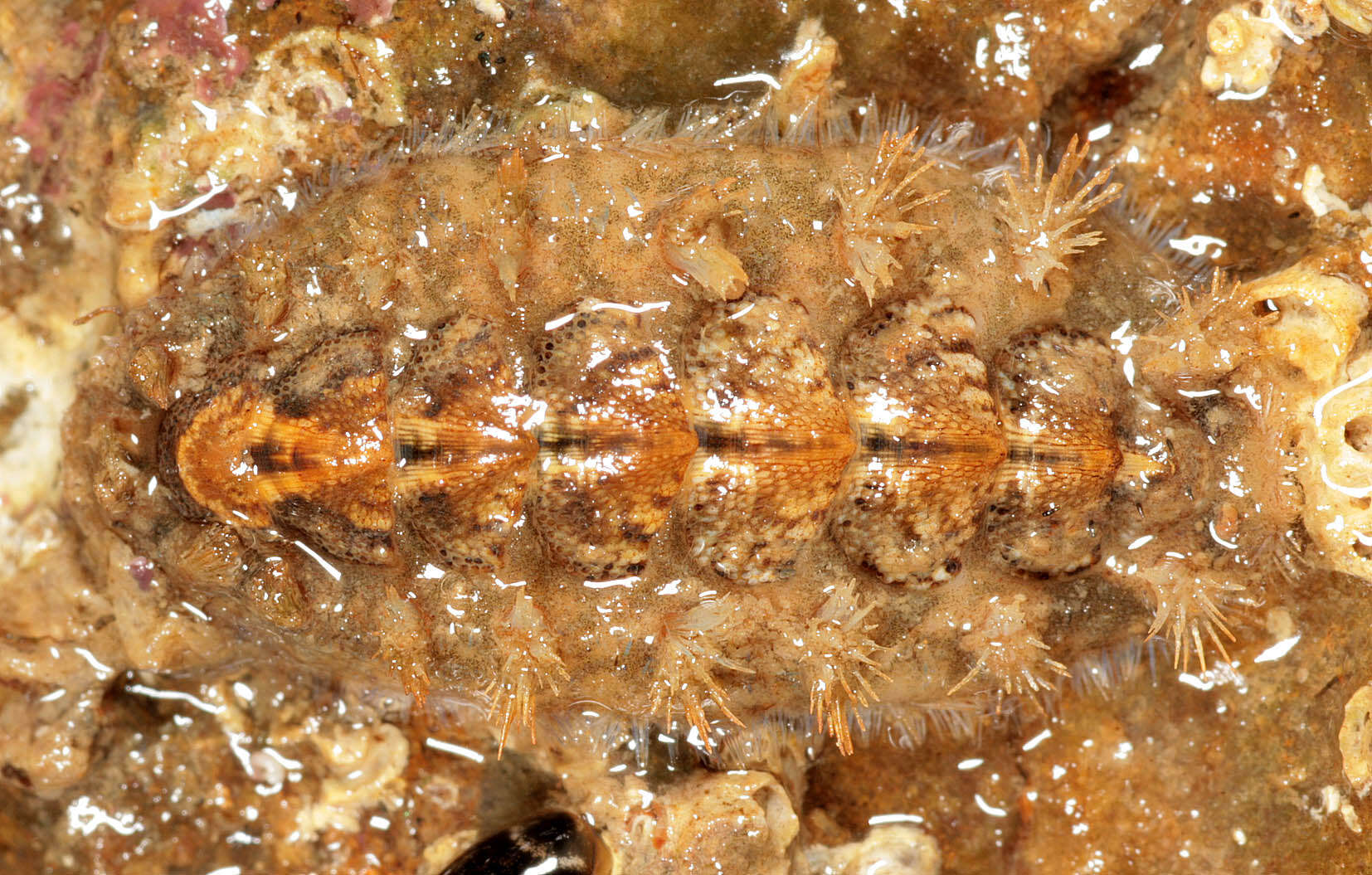 Image of bristly mail chiton