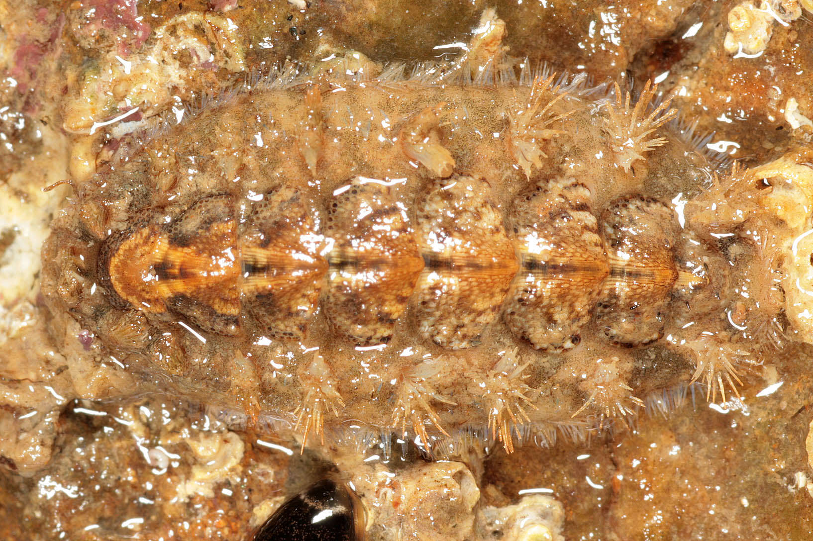 Image of bristly mail chiton