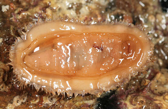 Image of bristly mail chiton