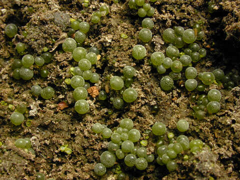 Image de Botrydium granulatum