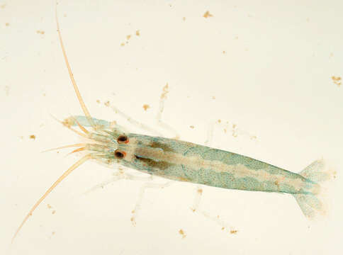 Image of hooded shrimp