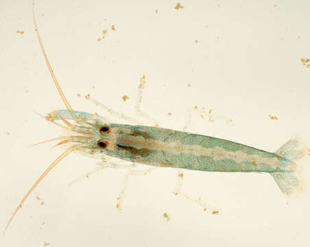 Image of hooded shrimp