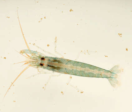 Image of hooded shrimp