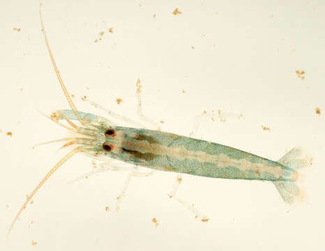 Image of hooded shrimp