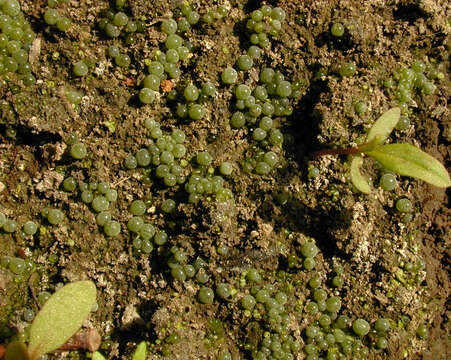 Image of Botrydium granulatum