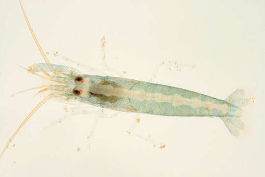 Image of hooded shrimp