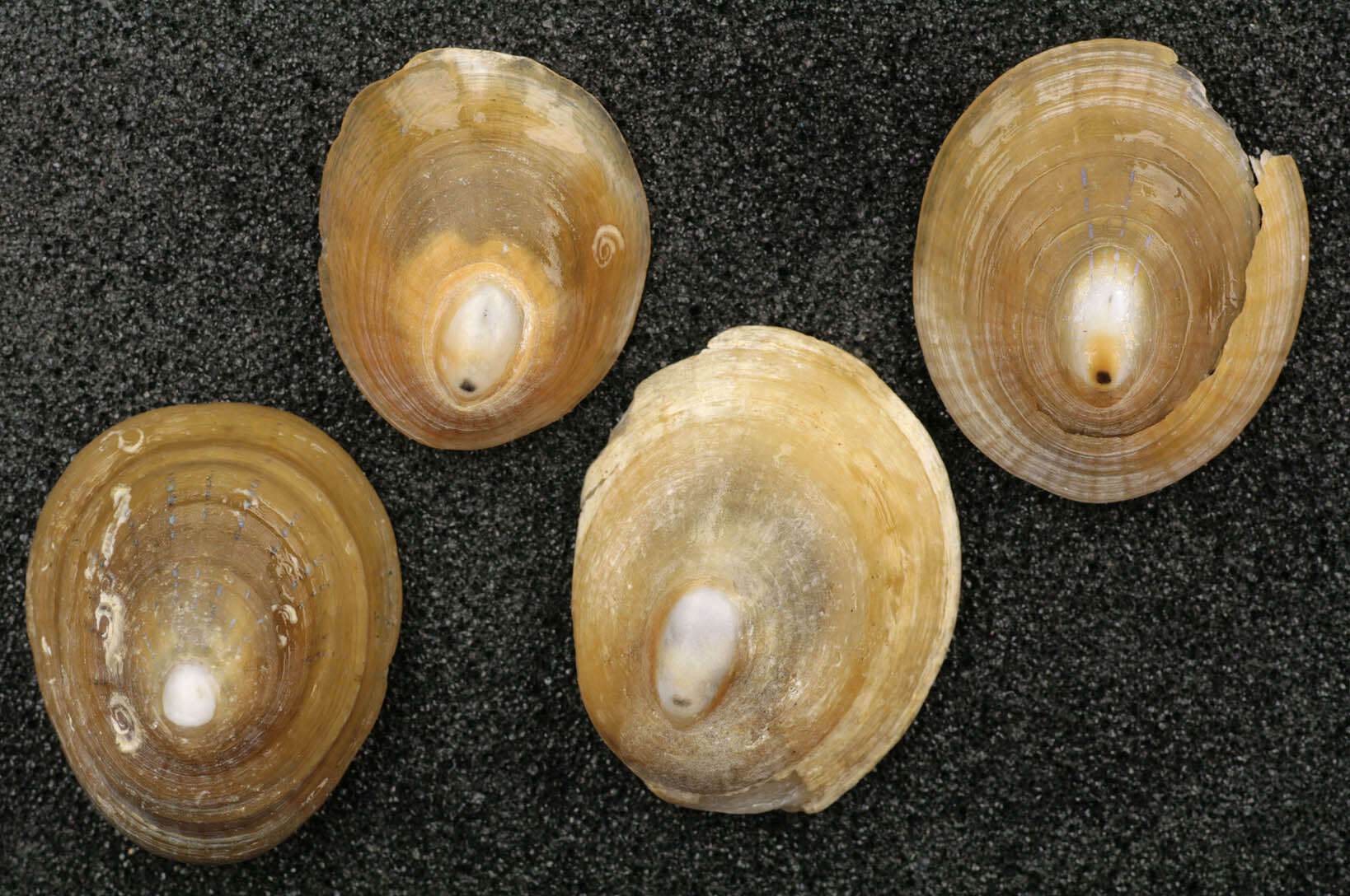 Image of blue-rayed limpet