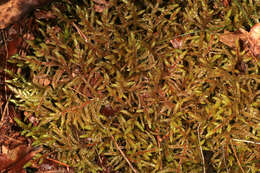 Image of big red stem moss